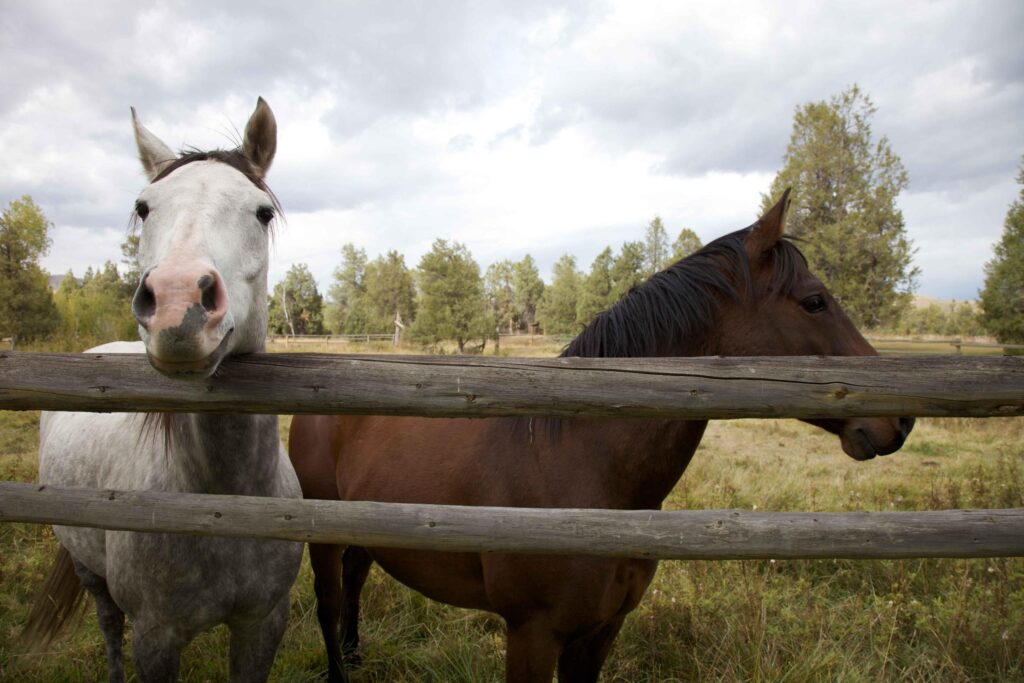 Dois cavalos atrás de uma cerca de madeira em uma paisagem aberta