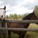 Dois cavalos atrás de uma cerca de madeira em uma paisagem aberta